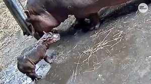 Baby hippo takes it's first stumbling steps at the Cincinnati Zoo & Botanical Garden. | USA TODAY Video
