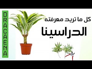 كل ما تحتاج لمعرفته عن نبات الدراسينا dracaena