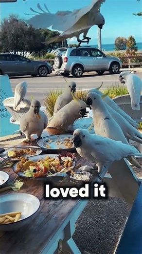 The cockatoo family feast 🦜🍟