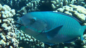 Unique Lives of Parrot Fish & Hawksbill Turtles | Britannica