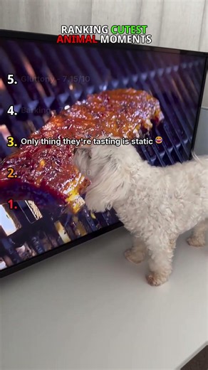 Ranking The Cutest Animal Moments Ever 🐾❤️ #shorts #cute
