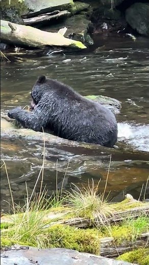 Black Bear catches large salmon in Alaska