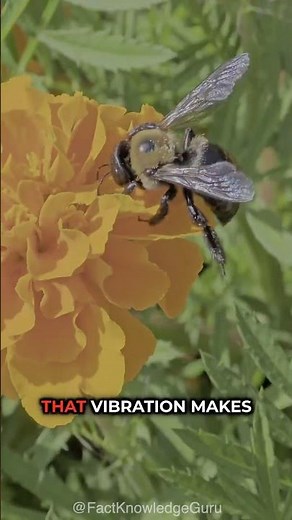 The Science of Bee Buzzing 🐝🌸 | Did You Know?