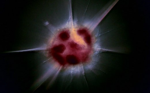 【浮游生物】动植物共生：生死与共_Vegimals