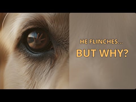 He Flinches When You Reach Out — But Wait Until You See Why 🕊️
