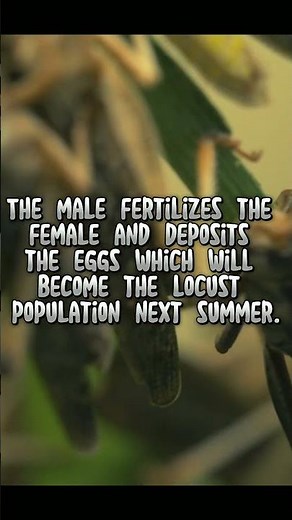 Grasshopper life cycle with incomplete metamorphosis #animalshorts #shortvideo #shorts