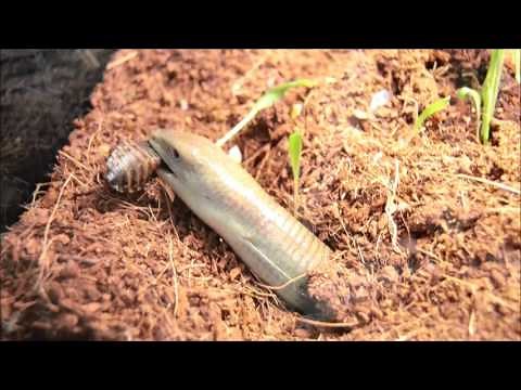 Legless Lizard Eating