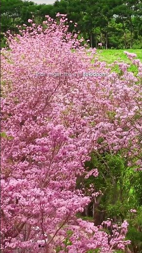 Pink Trumpet Trees of Bukidnon 🌸