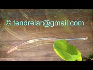 La reptation du ver de terre (le lombric)