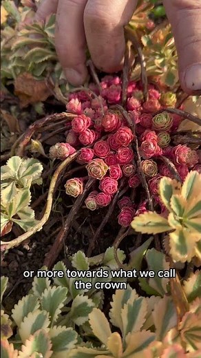 Sedum takesimense ‘Atlantis’ — variegated stonecrop, year round foliage