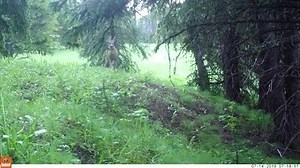 Why is this deer bouncing?! A remote game camera recorded this deer jumping and twisting around Yellowstone National Park. The park shared the video and says they're not sure what's going on. "Videos demonstrate common behaviors as well as behaviors we don't yet understand. For example, we can't explain the deer's behavior in this video, but it allows us to be curious about it and potentially pursue the question of 'Why is this deer behaving that way?'" | ABC FOX Montana