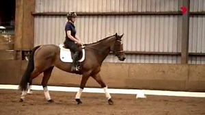 5.7K views · 162 reactions | Jungle Edge captured the hearts of racing fans during his racing days, and now, thanks to the support of the MRC Foundation, he's winning over the team at Equine Pathways Australia. ❤️ Melbourne Racing Club | 7HorseRacing | Facebook