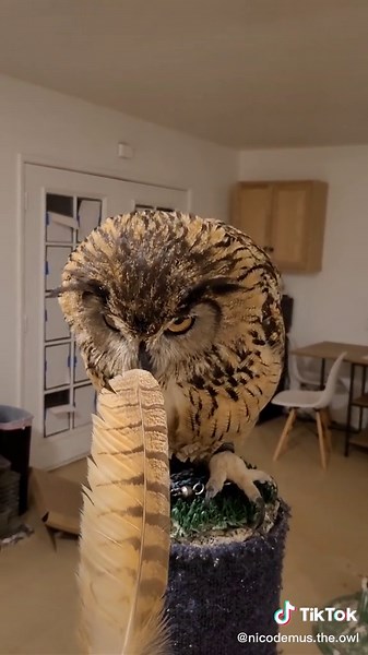Nicodemus Molting Feathers Update