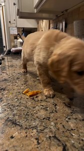 Puppies are everywhere and we love it ! #goldenretriever #goldenretrieverpuppy #goldenretrievers #goldenretrieversofinstagram #ilovedogs #dogs #puppy #golden #puppylove #dogsofinstagram #funnydogs #dogsmelbburne't have #dogsofinstagram #cutepuppies r! #cutepuppy #goldenretrieverpuppy #funnydogs #funnydog #reels #trending #trendingreels #trendingnow #dogreels #puppy #puppylove #puppyoftheday #puppyofinstagram #lab #labrador | Pleasant View Golden Retrievers, Idaho