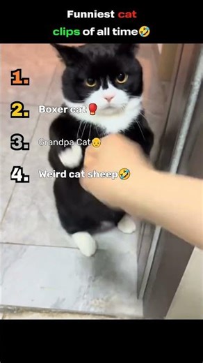 Funniest strange cat clips of all time😂😂