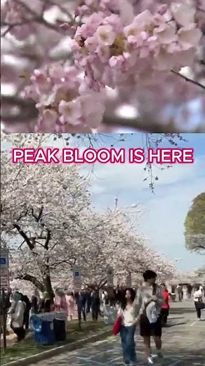 Peak bloom! DC's renowned cherry blossoms spring out at the Tidal Basin | NBC4 Washington