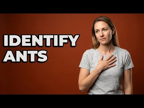 Are These Tiny Yellow Ants Pharaoh Ants?