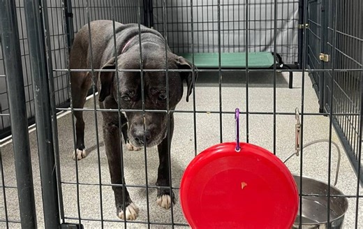 Northeast Ohio dog named Onyx who spent 7 years in shelter finally adopted