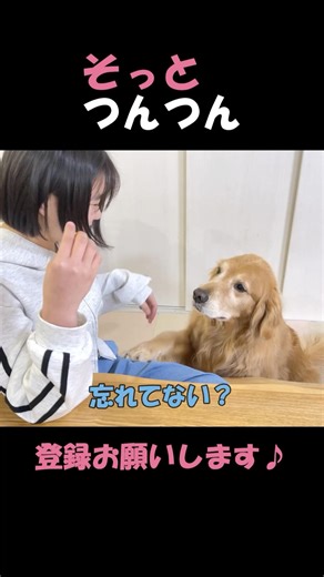 Cookie, a large dog who can't wait for his treat and keeps nudging the box to make his presence k...