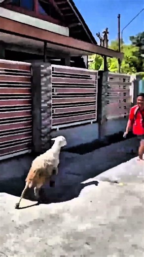 Man jumping over goat charging toward him #shorts #goat #animals