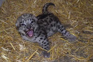 Idaho Falls snow leopard cub a 'representation of hope' - East Idaho News