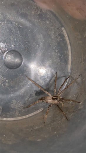 88K views · 18K reactions | Carebara Diversa #insects #fourmis #ants #antkeeping #animals #antfarm #nature #carebaradiversa | Alexfourmisoff | Facebook