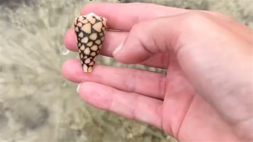 Woman on TikTok picks up ocean's deadliest shell that leads to 'full paralysis'