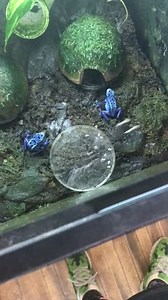 Oooooooh, flies... | Josh's Frogs
