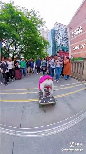 Dog Rides Skateboard Like a PRO! 🛹 🐕 (VIRAL VIDEO 2024!)