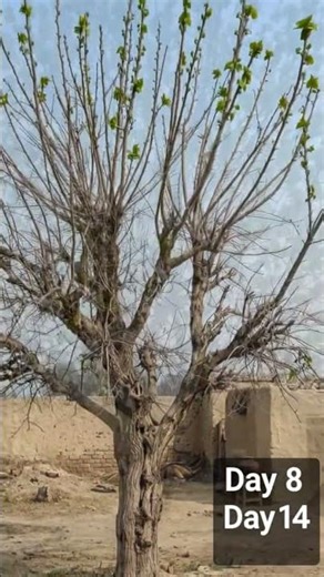 Time Lapse: Tree Growing Leaves in 8 Seconds | Realistic AI Nature Growth