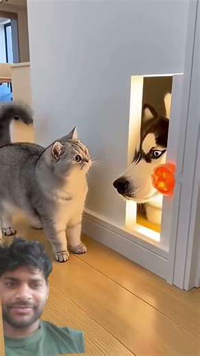 The Cat Pressed the Sensor... But a HUSKY Head Ju😭😭