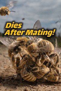 163K views · 2.1K reactions | Why do male bees die after mating?  Learn about their incredible sacrifice during the queen’s mating flight and the role it plays in the hive’s survival #Bees #NatureFacts | Animal Doozy | Facebook
