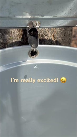 First Drips of Maple Sap at Asguard Farms! 🍁 Early 2026 Flow in Minnesota