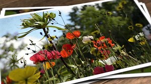 フォト アルバム 見せる - Free video on Pixabay