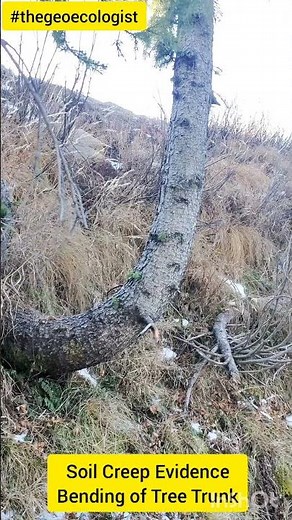 Soil Creep- Bending of Trunk on Slope- geoecologist #shorts