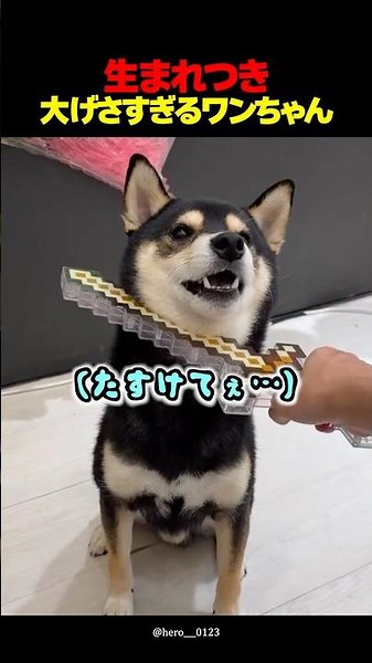 The result of training an overly dramatic Shiba Inu🤣