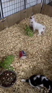 2.7K views · 66 reactions | Ready for your Perfect Match Our...