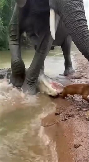 NEVER mess with an Elephant's friends!