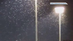 The return of the Looper Moths