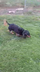 24K views · 4.3K reactions | After date play time! | CrackersandPeanuts | Facebook