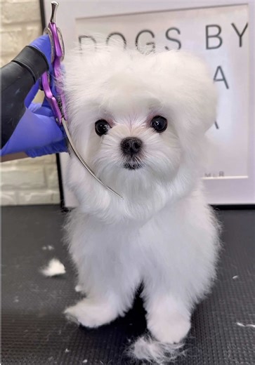 Grooming Your Teacup Maltese: Tips and Tricks