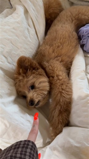 This puppy will make everything feel better