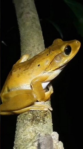 Tree frog sounds 🐸#frogsound #frogshort #shorts #trending #viral