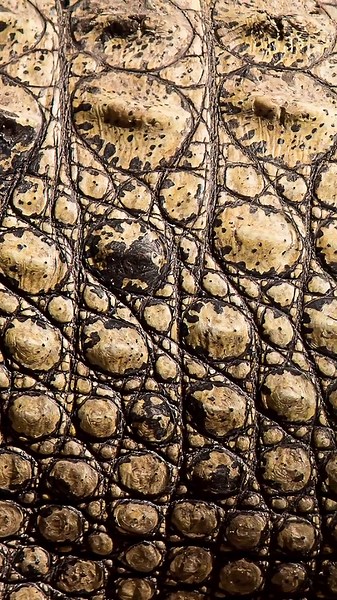 This crocodile was shot, hunted, and trapped… it never died