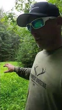 Clover and Chicory Food Plot #deer #foodplots #whitetaildeer #deerhunting #bowhunting