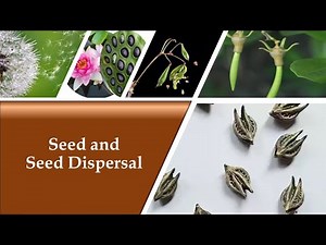 Seed and Seed Dispersal