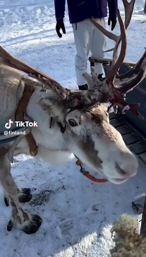 Reindeer Sleigh Riding: A Sámi Tradition in Finland