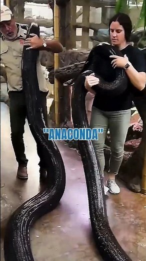 The Moment Paul Rosolie Got Close to a Sleeping Anaconda
