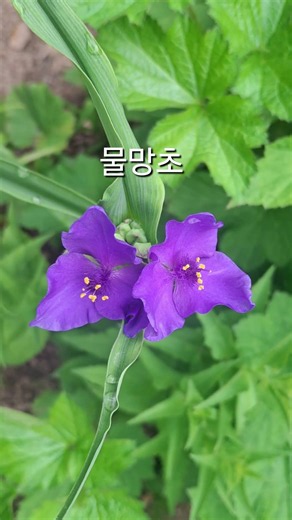 Forget-me-not