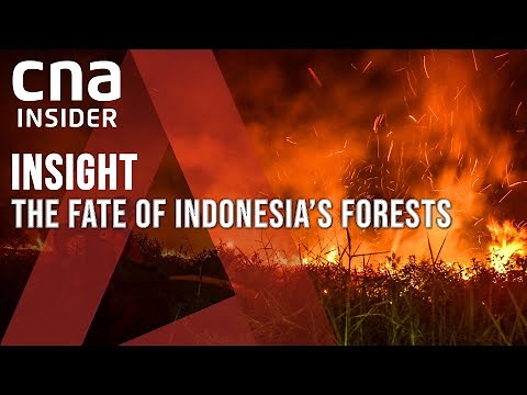 Indonesia’s Vanishing Forests: Too Little, Too Late For Asia’s Largest Rainforest? | Insight